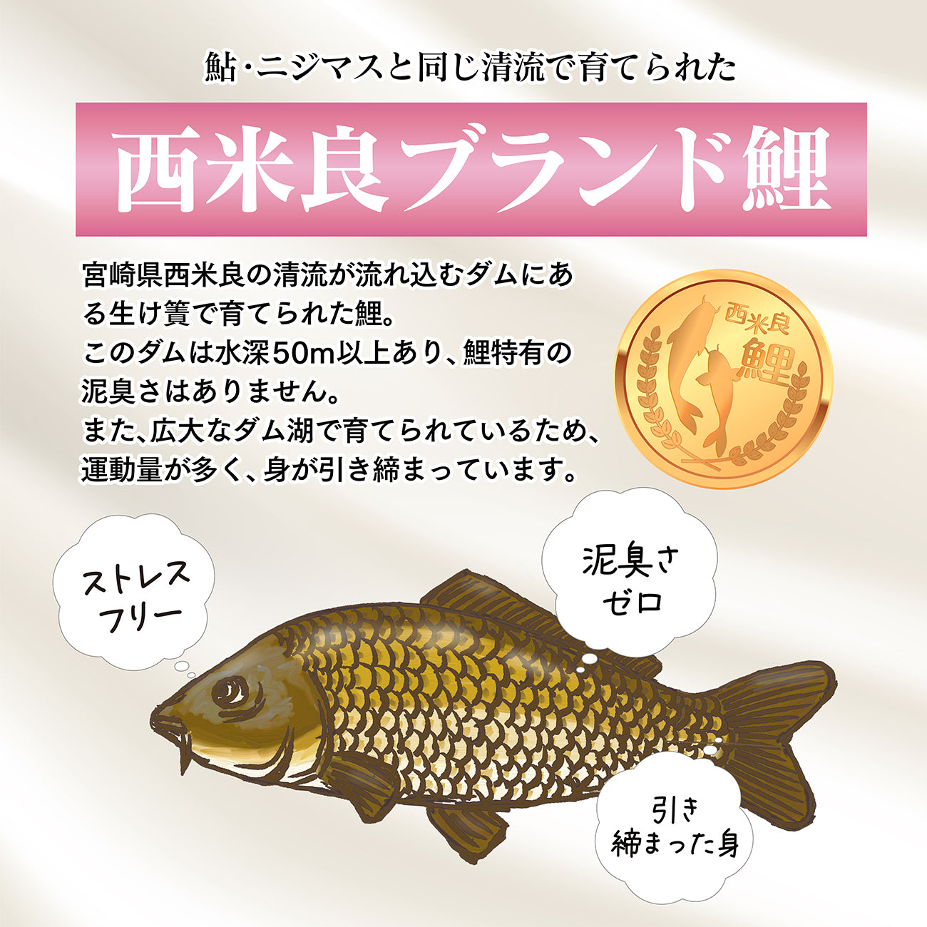 鮎・ニジマスと同じ清流で育てられた「西米良ブランド鯉」宮崎県西米良の清流が流れ込むダムにある生け簀で育てられた鯉。このダムは水深50mあり、鯉特有の泥臭さはありません。また、広大なダム湖で育てられているため、運動量が多く、身が引き締まっています。ストレスフリー。泥臭さゼロ、引き締まった身。